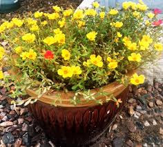 Specifically, it aims to target the high risk of cancer cells on the mouth and lung areas of the body. Is Purslane A Flowering Beauty Veggie Or Weed Home And Garden Victoriaadvocate Com