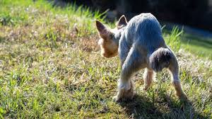 Wird der hundekot auf der straße liegen gelassen, kann er in das grundwasser gelangen, das eine gesundheitsgefahr für andere lebewesen, inklusive uns menschen, darstellt. Hundekot Im Garten Bekampfen Und Hundehaufen Entfernen