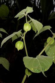 Image result for Physalis lagascae