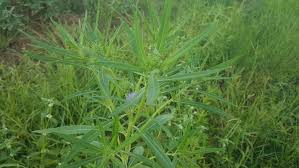 Image result for Vernonia galamensis