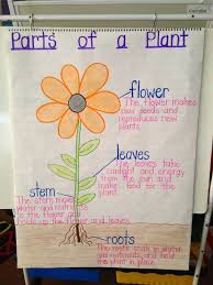 This Is An Another Anchor Chart About Parts Of A Plant It