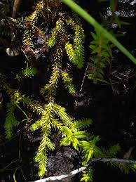 Image result for Lycopodiella caroliniana