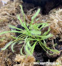 Image result for Seddera capensis