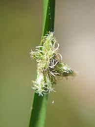 pin by stephen chen on 莎草科擬莞屬水毛花 schoenoplectus mucronatus l palla subsp robustus miq t koyama flowers plants heyne