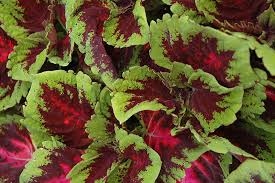 Image result for Coleus esculentus