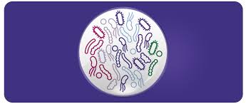 Prebiotics, probiotics and synbiotics in infant formula - Paediatrics |  Nutricia