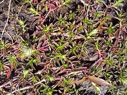 Image result for Lepidagathis lanatoglabra