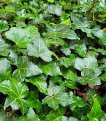 Image result for Hedera