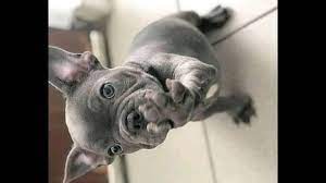 Find the perfect french bulldog puppy for sale in tennessee, tn at puppyfind.com. French Bulldog Puppies For Sale Tennessee Home Facebook