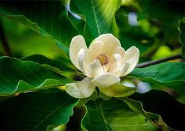Image result for Magnoliaceae