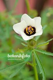 Image result for Hibiscus cannabinus