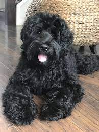 Pin By Molly Brem On Brickhaven Labradoodles Australian Labradoodle Puppies Labradoodle Puppy Labradoodle Puppies For Sale