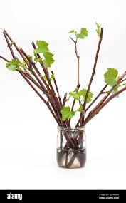 Image result for grapevine cuttings