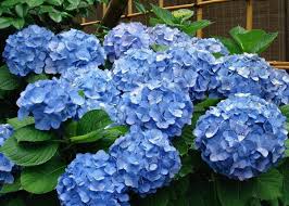 Learn about the three types of hydrangeas and the best times to cut them. Pruning Hydrangeas How And When To Prune The Old Farmer S Almanac