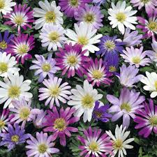 Michigan bulb company promo code. Spring Flowering Bulbs Online At Wholesale Prices Boston Bulbs