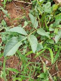 Image result for Zanthoxylum chalybeum