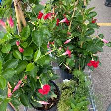 Tickets, tours, hours, address, garsons garden centre reviews: Photos At Real Canadian Superstore Brampton On