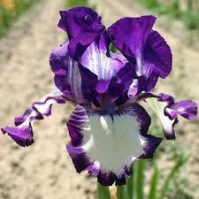 Iris Germanica Going My Way Iris Des Jardins Violet Et Blanc Beautifulflowers Iris Flowers Exotic Flowers Iris Garden