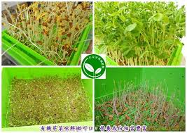 全自動有機芽菜機 有機芽菜箱 芽菜種子 紅扁豆芽味鮮嫩可口 營養成份相當豐富 herbs plants sprouts