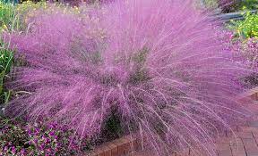 Tall and wide at maturity with plumes stretching higher than the foliage. Types Of Ornamental Grass The Home Depot