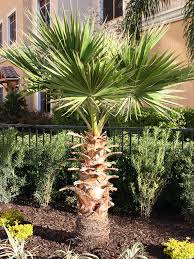 Each spring it starts off with a bare crown, but by summer, it is. Venice Beach Fan Palm Tree Washingtonia Robusta Urban Tropicals