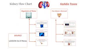 Kidney Flow Chart By Kittykatt 101 On Prezi