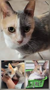 Lost Dog Found in Folkston, GA, near State Road 40