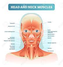 When you are taking anatomy and physiology you will be required to identify major muscles in the human body. Head And Neck Muscles Labeled Anatomical Diagram Facial Vector Illustration With Female Face Health Care Educational Information Poster Fitness And Beauty Related Royalty Free Cliparts Vectors And Stock Illustration Image 102588288