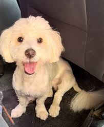 ✅️📸 En Pedro Juan Caballero, el amigo Wigberto Perez nos permitió copiar  esta foto histórica que pertenece a su archivo personsl. Es de 1977.  Muestra a Santiago Leguizamón, junto a su esposa