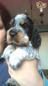 Black And Tan Show Cocker Spaniel Puppies For Sale Blue Roan Tan Kc Reg Puppies Show Type Retford Nottinghamshire Pets4homes In 2020 Cocker Spaniel Puppies Spaniel Puppies Beautiful Dogs