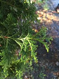 Image result for Cupressaceae