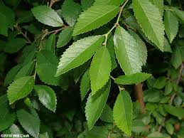 Image result for Ulmus parvifolia