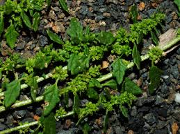 Image result for Dysphania pumilio