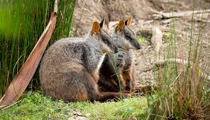 Resultado de imagen de wallaby