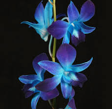 We did not find results for: Buy Wholesale Blue Dendrobium Orchid For Wedding On Sale