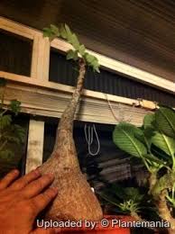 Image result for Phyllanthus mendesii