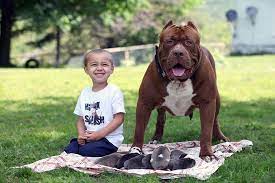 Which is the biggest xxl pitbull out there? How Much Do Xl Pitbulls Cost