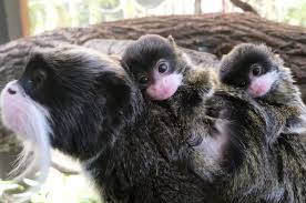 Check spelling or type a new query. Bearded Emperor Tamarin Twins Born At Buttonwood Park Zoo New Bedford