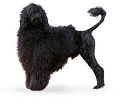 Sulla parentela del cão de agua portugués con il barbone francese non vi sono ormai dubbi. Pin En Dog S