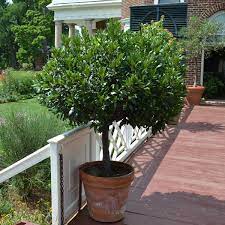 Sweet Bay Laurel Laurus Nobilis Laurus Nobilis Bay Laurel Tree Laurel Tree