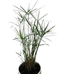 Image result for Cyperus pubens