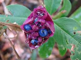 Image result for Psychotria palustris