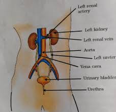 Students find selina solutions concise biology class 10 chapter 8, where they can understand how our circulatory system works. Class 10 Cbse Science Biology Lesson 6 Life Processes Part 5 Excretory System School Notes