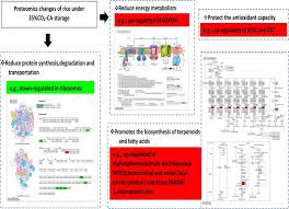 Controlled atmosphere storage drive proteomic change in Chinese Daohuaxiang 
