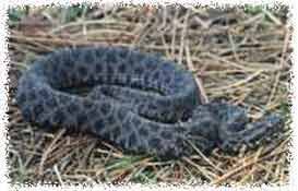 Florida Venomous Snakes Poisonous Snake Pictures