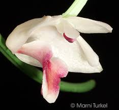 Image result for Polystachya vulcanica