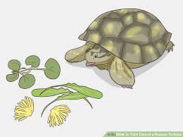How To Take Care Of A Russian Tortoise 10 Steps With Pictures