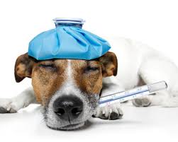 Check spelling or type a new query. Veterinary Wallpapers Top Free Veterinary Backgrounds Wallpaperaccess