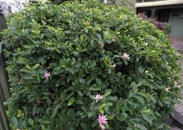 Image result for Grewia hornbyi