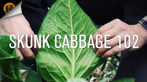 Both emit an odor that smells a lot like skunk which how they got their name. Skunk Cabbage 102 Youtube